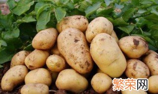 土豆可以放多久 土豆存储方法