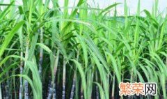 甜柑种植方法 种植的方法介绍