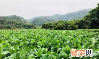 菜心种植时间和方法 需要注意什么工作呢