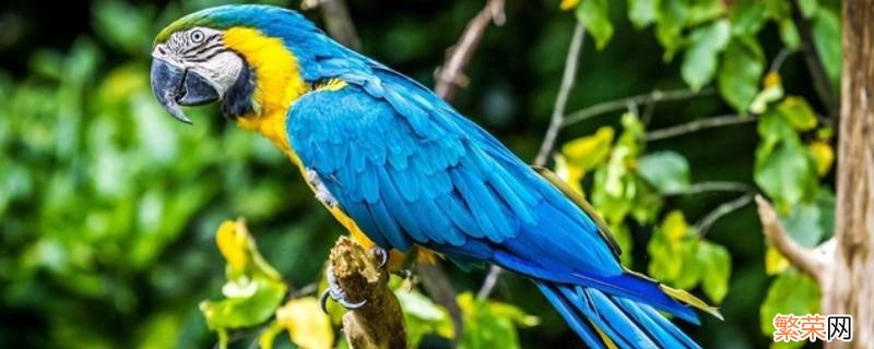 金刚鹦鹉是几级保护动物 紫蓝金刚鹦鹉是几级保护动物