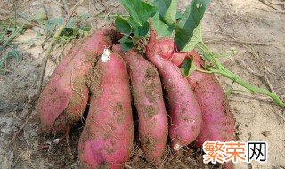 红薯茎的保存方法 什么温度比较适合呢
