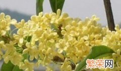 桂花采摘方法 桂花是怎么采摘的