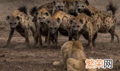 非洲二哥鬣狗念什么 非洲二哥鬣狗怎么读