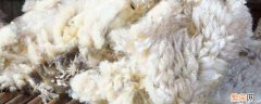 绵羊毛和羊绒有什么区别 绵羊绒与羊毛的区别