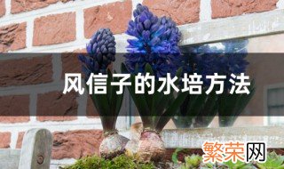 风信子的养殖方法水培 风信子应该这样养