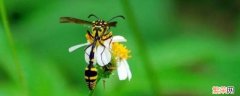 舍腰蜂的窠巢是利用什么制作而成的 舍腰蜂喜欢将巢筑在什么环境中