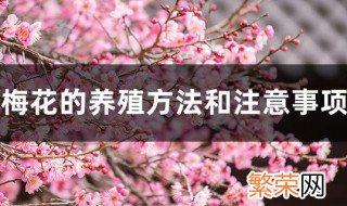 梅花的养殖方法和注意事项 需要怎么浇水呢