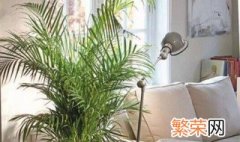 适合客厅养的大型植物有哪些风水 适合客厅养的大型植物