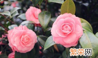 家里能放仿真花吗 家里究竟能不能放仿真花