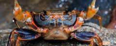 螃蟹一般蒸几分钟 螃蟹一般蒸几分钟可以吃