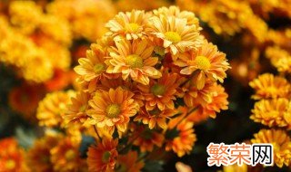 青驰菊又叫什么菊 青驰菊的又名