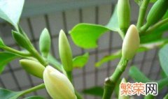 白兰菊的养殖方法 白兰菊的养殖方法介绍