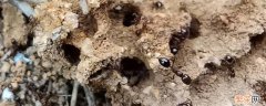 家里的蚂蚁叫什么 蚂蚁的家叫什么名字
