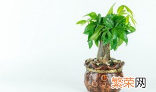 朋友搬新家送什么盆栽 朋友搬新家送什么盆栽好寓意好