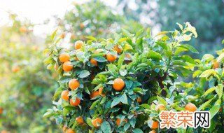 种植沃柑苗方法 株行距多少合适