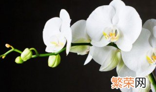 家里客厅摆什么假花好 家里客厅适合摆什么假花