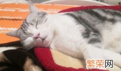 猫在那呼呼的叫什么意思 猫在那呼呼的意思