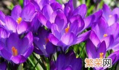 藏红花养殖方法 藏红花的种植方法介绍