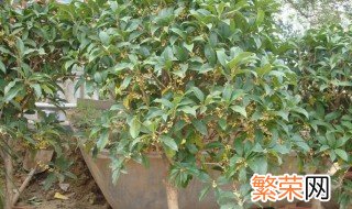 盆栽桂花冬天用施肥吗 桂花冬天施什么肥