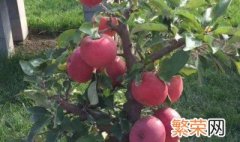 盆栽的苹果树冬天怎么保养 盆栽苹果树冬季怎么养
