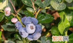 种植蓝莓生活小窍门 蓝莓如何施肥