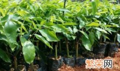 奇楠沉香怎么种植教学 奇楠沉香怎么种植