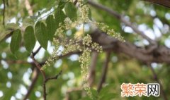 香椿花的功效与作用及食用方法 香椿花的功效与作用