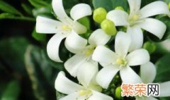 九里香绿植适合室内养吗 九里香绿植盆栽怎么养