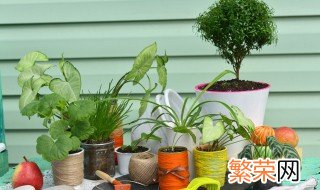 除甲醛绿植十大排名 除甲醛绿植十大排名百度百科