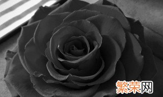 黑色永生花的花语是什么 永生花黑玫瑰花语