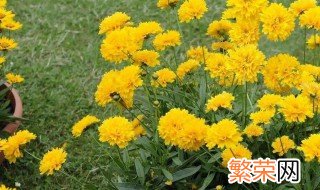 盆栽百日菊的种植方法 盆栽百日菊怎么养殖