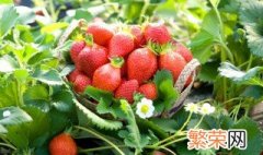 草莓壮苗新方法 草莓繁育壮苗的最好方法分享
