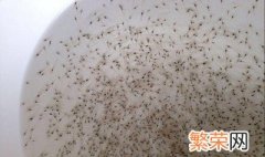 虾苗如何消毒 虾苗消毒方法