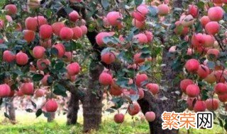 苹果树种植的方法 苹果树如何种植