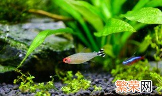 水族箱的清洗方法 最干净的方法是这样的