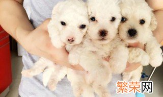 比熊犬如何养 如何养比熊犬