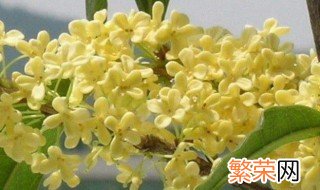 桂花怎么保存香味 桂花保存香味的方法