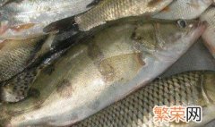 丁桂鱼养殖周期是多久 丁桂鱼养殖周期