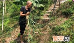 除草完不长草的方法 这种除草有什么技巧