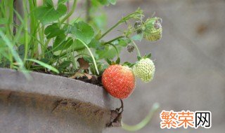盆栽种植水果技巧 可以先从这五种水果着手