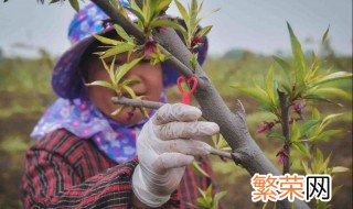 水蜜桃冬季修剪方法 水蜜桃的整形修剪方法