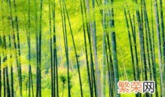 竹子的种植技巧和方法 竹子的种植技巧和方法视频