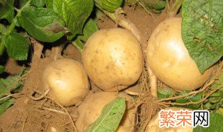 防土豆发芽方法 防土豆生芽的方法
