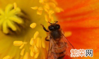 花粉怎么保存? 花粉怎么保存