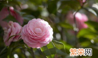 古代花名雅称 古代花名有哪些雅称