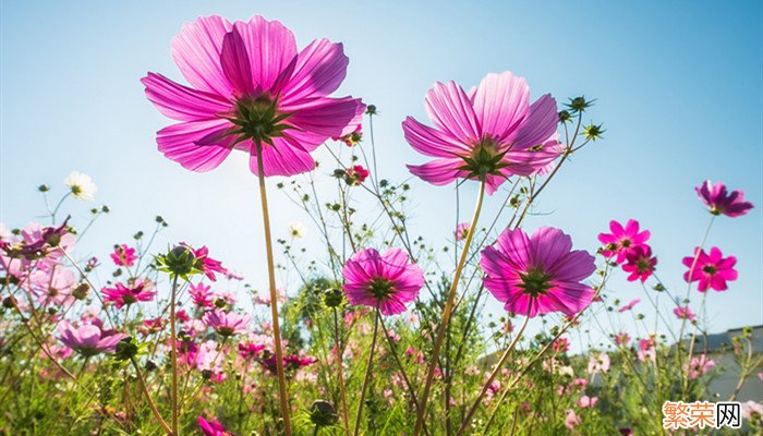 花朝节是什么时候 花朝节是几月几号