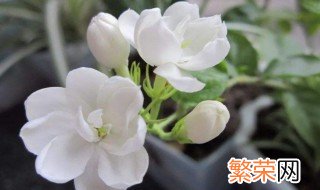 茉莉花怎么修剪 茉莉花开花后如何修剪护理