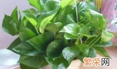 什么植物吸甲醛 可以吸甲醛的植物有什么