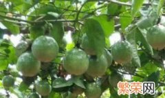 百香果高效种植技术讲解 百香果最佳种植方法如下