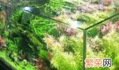 新开草缸几天放鱼 草缸开缸几天可以放鱼